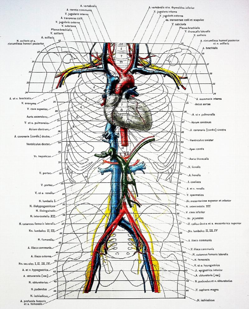 A Cross-Section Anatomy. Average Position of Organs from Eleven ...