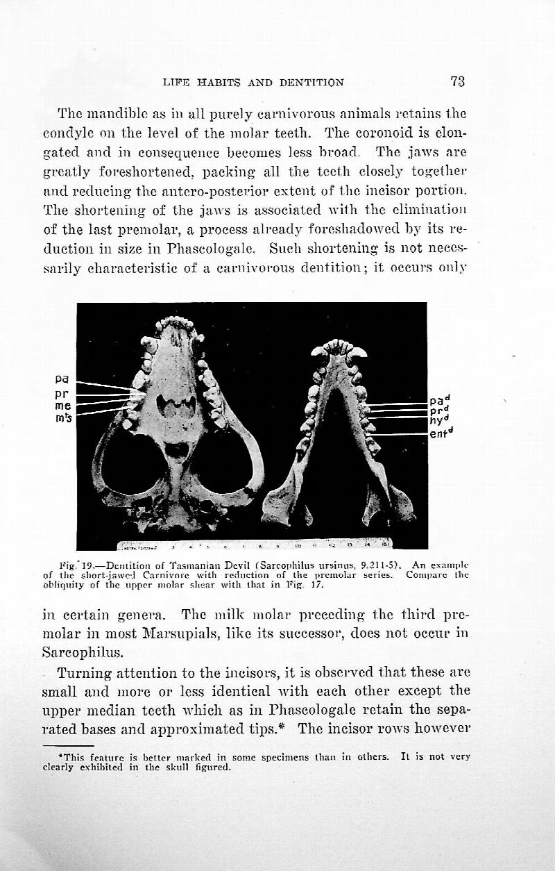 the-palaeo-post-mammalian-dentition