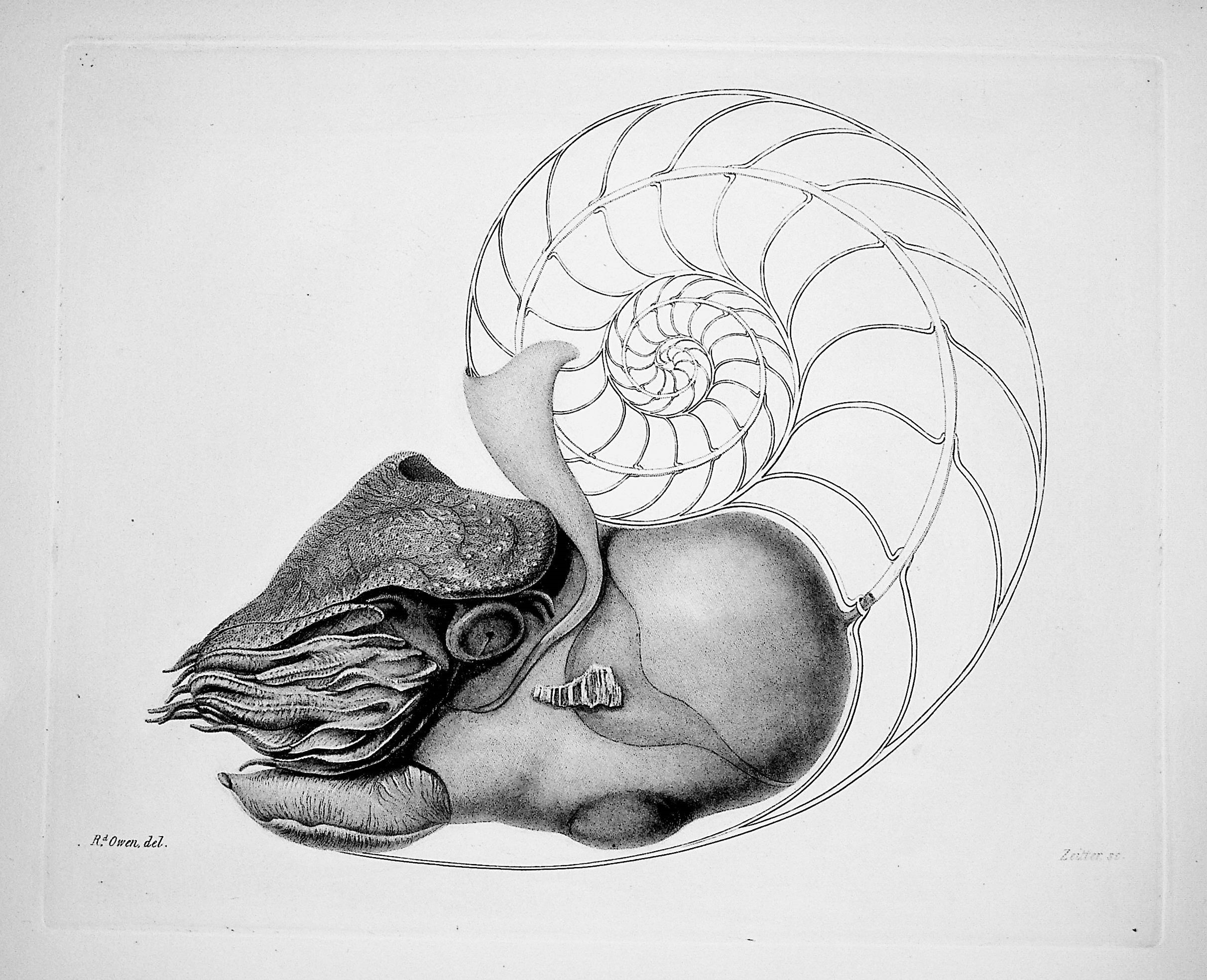 Memoir on the Pearly Nautilus (Nautilus Pompilius, Linn.) with ...