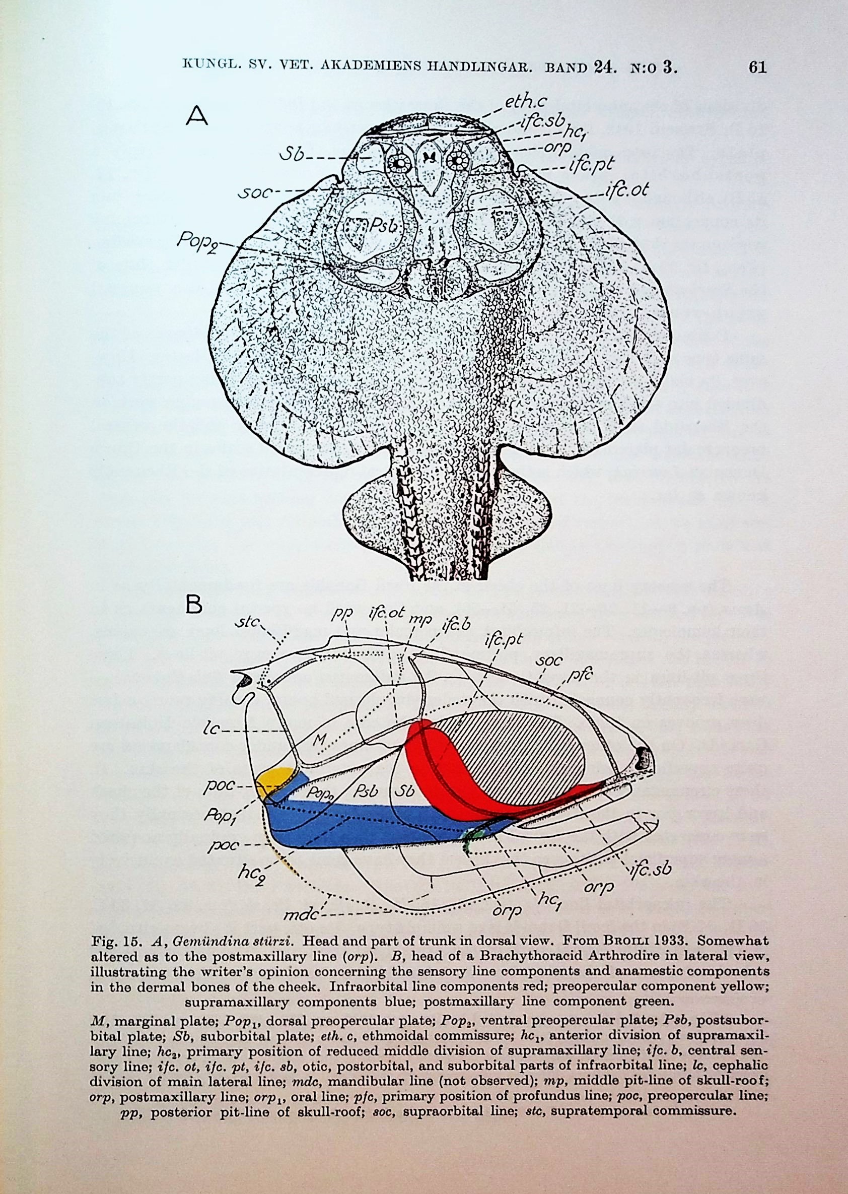 The Sensory Lines and Dermal Bones of the Cheek in Fishes and Amphibians