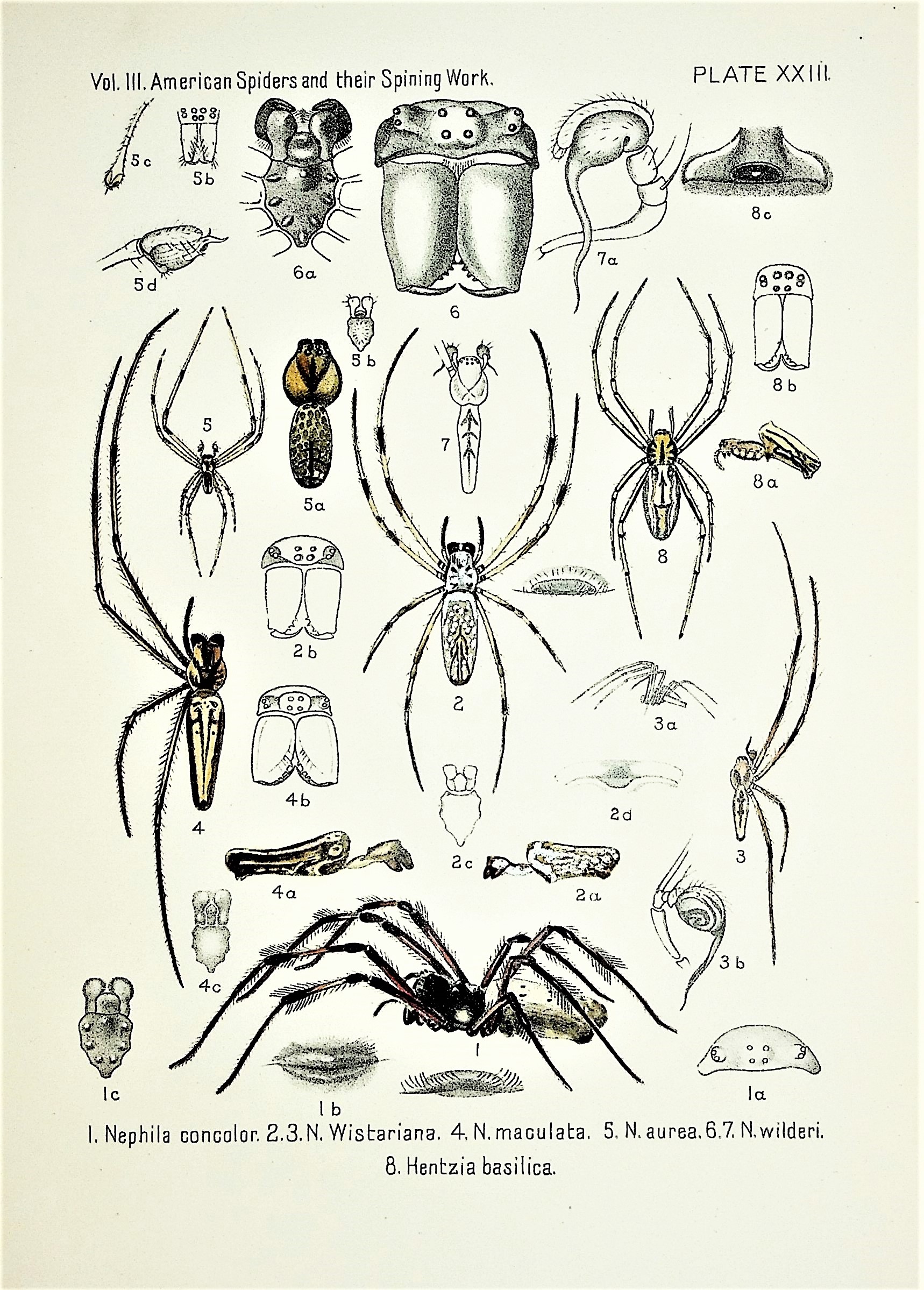 American Spiders and Their Spinningwork: A Natural History of the ...