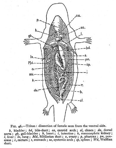 Vertebrate Zoology. An Introduction to the Comparative Anatomy ...